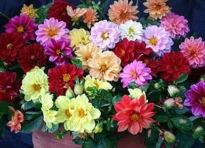 dalia dobrada sortida 15 sementes 1756 e1496759931121