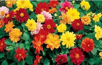 dalia dobrada sortida 15 sementes 1858 e1496759910300
