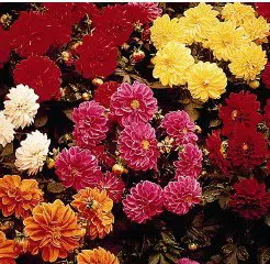 dalia dobrada sortida 15 sementes 2244 e1496760007841
