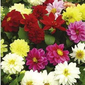 dalia dobrada sortida 15 sementes 4962 e1496759881887