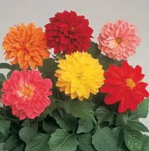 dalia dobrada sortida 15 sementes 8149 e1496759982974