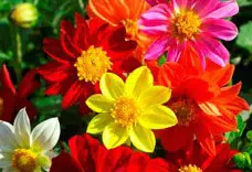 dalia singela sortida 15 sementes 2283 e1496759104115