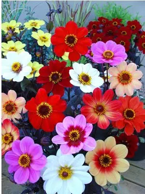 dalia singela sortida 15 sementes 3790 e1496759030320