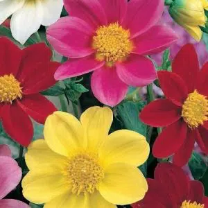 dalia singela sortida 15 sementes 6200 e1496758964822