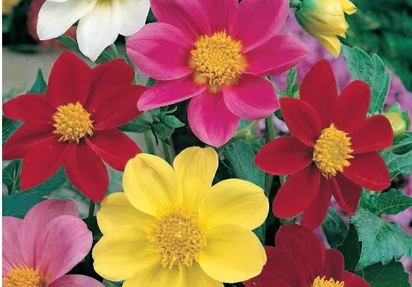 dalia singela sortida 15 sementes 6200 e1496758964822