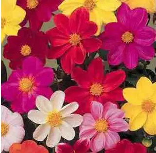 Dália Singela Sortida: 15 Sementes