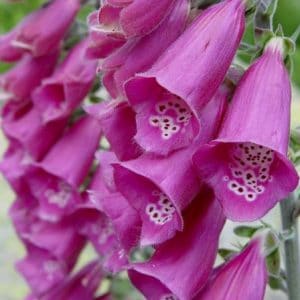 dedaleira digitalis sortida 50 sementes 0123 e1496628470509