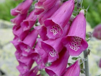 dedaleira digitalis sortida 50 sementes 0123 e1496628470509