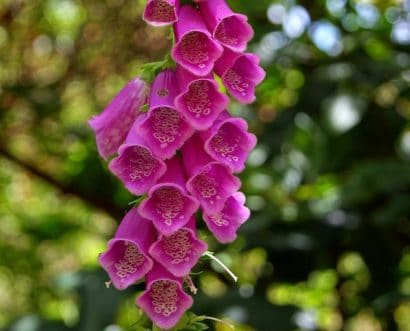 dedaleira digitalis sortida 50 sementes 3226 e1496628440601