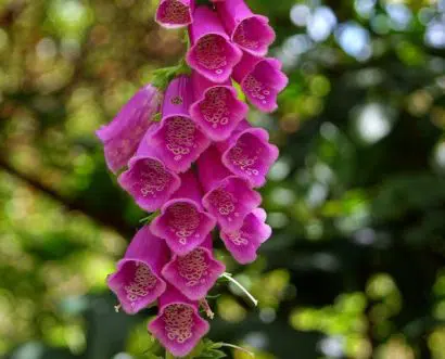 dedaleira digitalis sortida 50 sementes 3226 e1496628440601