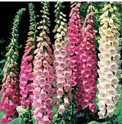 dedaleira digitalis sortida 50 sementes 3916 e1496628499145