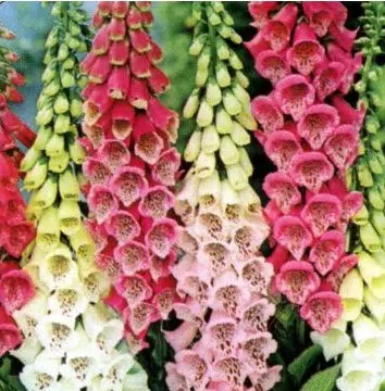Dedaleira (Digitalis) Sortida: 50 Sementes