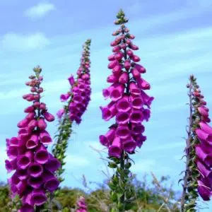 dedaleira digitalis sortida 50 sementes 5442 e1496628346786