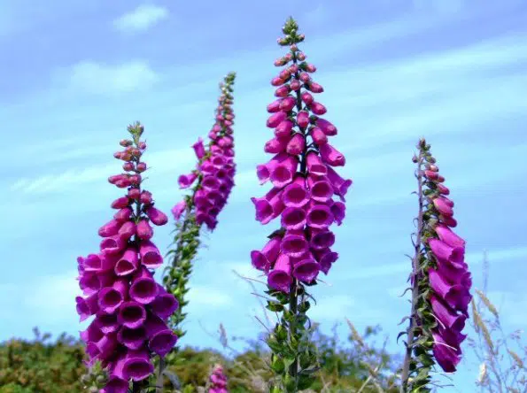 dedaleira digitalis sortida 50 sementes 5442 e1496628346786