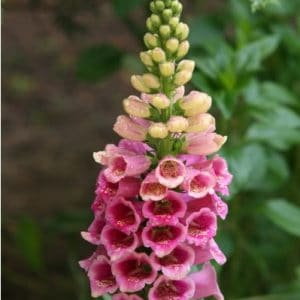 dedaleira digitalis sortida 50 sementes 7413 e1496628521136