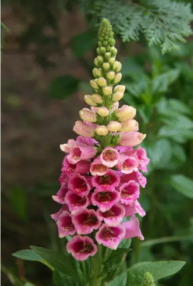 dedaleira digitalis sortida 50 sementes 7413 e1496628521136