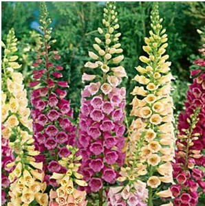 dedaleira digitalis sortida 50 sementes 7445 e1496628314443