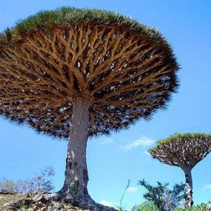 dracaena draco 5 sementes 1704 e1496427627687