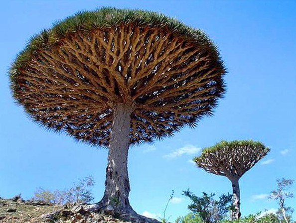 dracaena draco 5 sementes 1704 e1496427627687