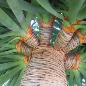 dracaena draco 5 sementes 1887 e1496427942356