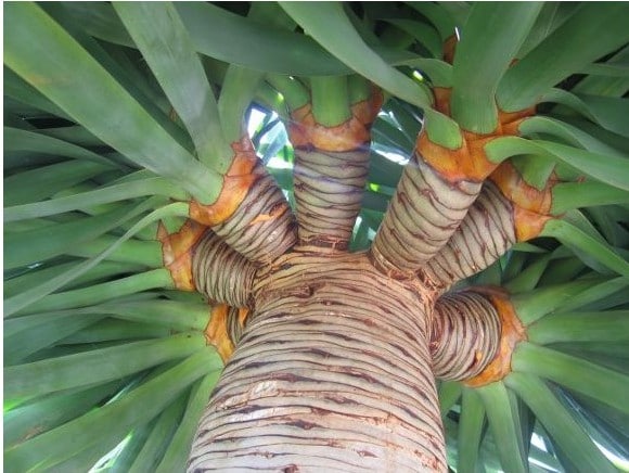 dracaena draco 5 sementes 1887 e1496427942356