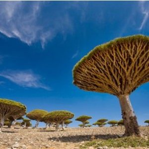 dracaena draco 5 sementes 1894 e1498762823881
