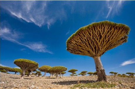 dracaena draco 5 sementes 1894 e1498762823881