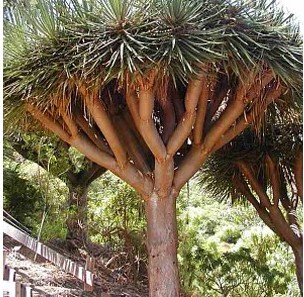 dracaena draco 5 sementes 2201 e1496427665270
