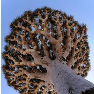 dracaena draco 5 sementes 3797 e1496427702817