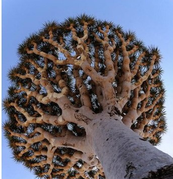 dracaena draco 5 sementes 3797 e1496427702817