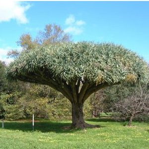 dracaena draco 5 sementes 3891 e1496427873117