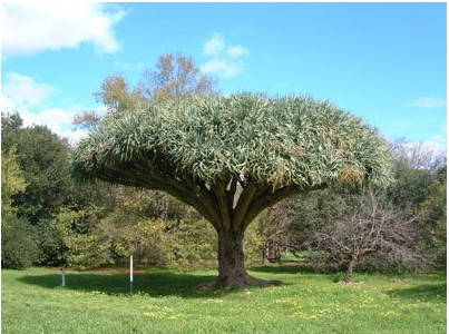 dracaena draco 5 sementes 3891 e1496427873117
