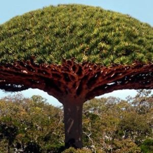dracaena draco 5 sementes 4984 e1496427975798