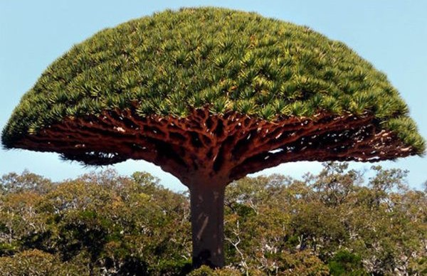 dracaena draco 5 sementes 4984 e1496427975798