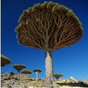 Dracaena Draco: 5 Sementes