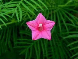 esqueleto rosa 10 sementes 0092 e1496758238533