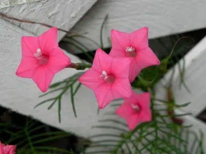 Esqueleto Rosa: 10 Sementes