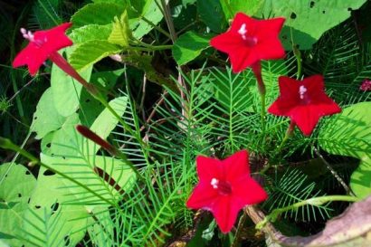 Esqueleto Vermelho: 10 Sementes