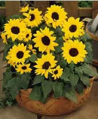 girassol anao de jardim 10 sementes 0128 e1496710205731