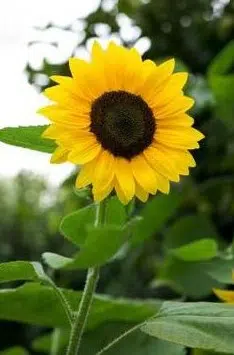 girassol anao de jardim 10 sementes 6624 e1496710256696