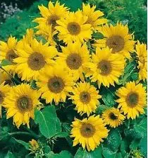 girassol anao de jardim 10 sementes 7543 e1496709955242
