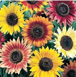 girassol bonito de outono 10 sementes 0328 e1496700838182