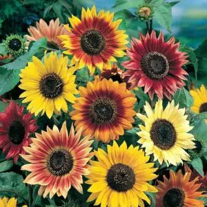 girassol bonito de outono 10 sementes 1610 e1496706064564