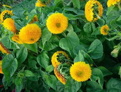 girassol dobrado anao 10 sementes 0183 e1496707060466