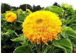 girassol dobrado anao 10 sementes 4190 e1496706919545