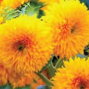 girassol dobrado anao 10 sementes 6886 e1496706941257