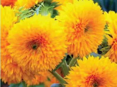 girassol dobrado anao 10 sementes 6886 e1496706941257