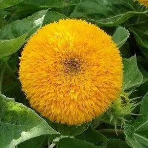 girassol dobrado anao 10 sementes 7679 e1496707090558