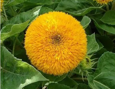 girassol dobrado anao 10 sementes 7679 e1496707090558