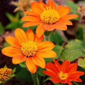 girassol mexicano 10 sementes 6548 e1496700670826